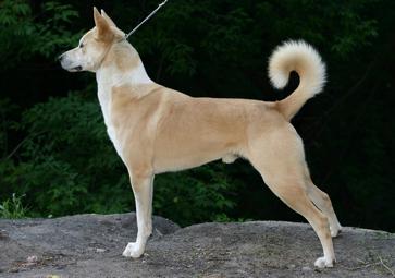 Kanaan-Hund