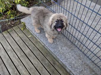 Kaukasische Herder