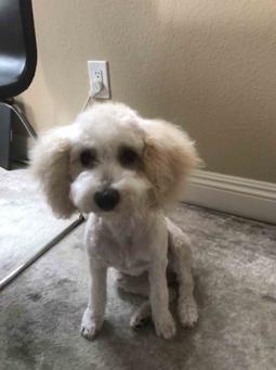 Cavapoo