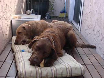 Chesapeake Bay Retriever