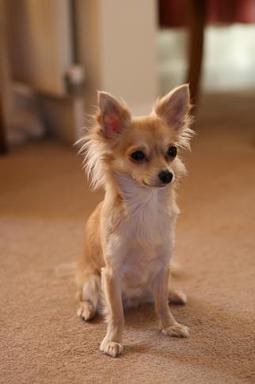 Chihuahua