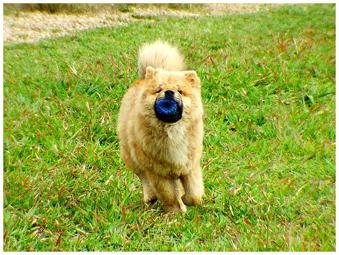 Chow-Chow
