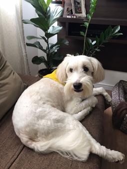 Cockapoo