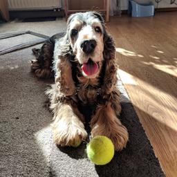 Amerikanischer Cocker Spaniel