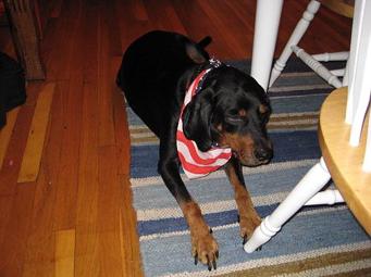 Coonhound