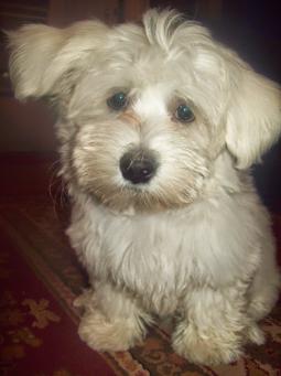Coton de Tuléar