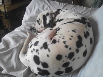 Dalmatiër
