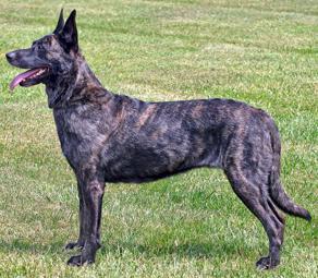 Holländischer Schäferhund