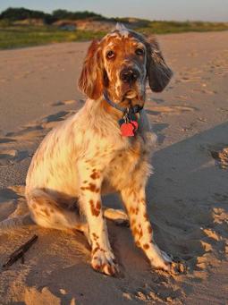 Engelse Setter