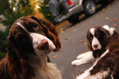 English Springer Spaniel
