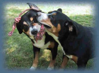 Entlebucher Sennenhund