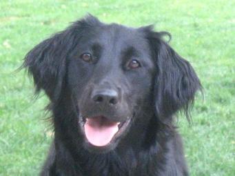 Flatcoated Retriever