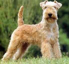 Foxterrier