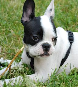 Französische Bulldogge