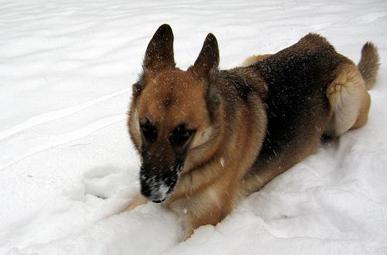 Duitse Herder