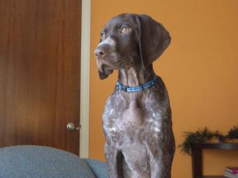 Duitse Staande Hond