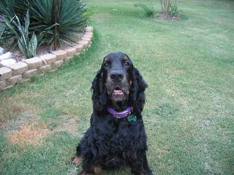 Gordon Setter