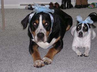 Großer Schweizer Sennenhund