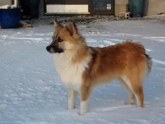 Icelandic Sheepdog