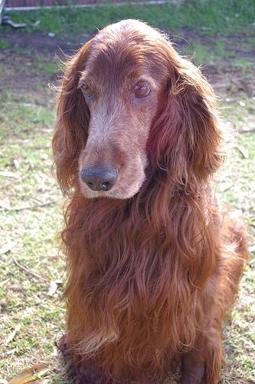 Ierse Setter