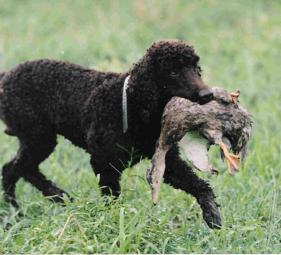 Ierse Waterspaniel