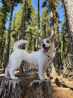 Jack Russell Terrier