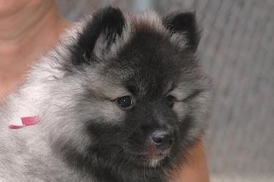 Keeshond