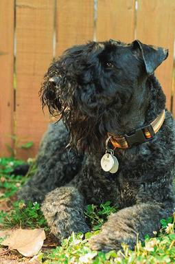 Kerry Blue Terrier