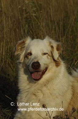 Kuvasz