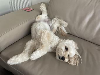 Labradoodle