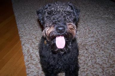 Lakeland Terrier