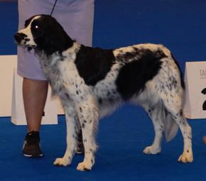 Large Münsterländer