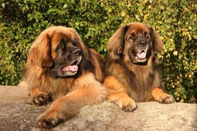 Leonberger