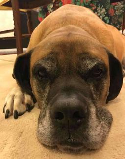 Mastiff
