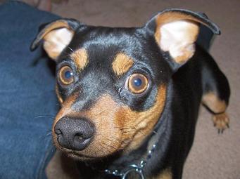 Zwergpinscher