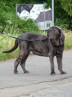 Neapolitan Mastiff