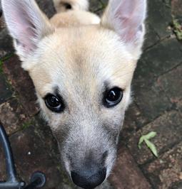 Norwegischer Buhund