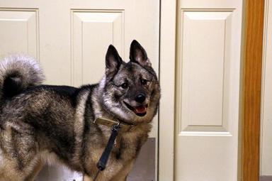 Norwegischer Elchhund