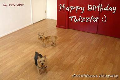 Norwich Terrier