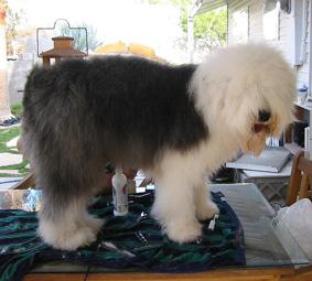 Bobtail