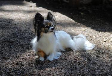 Papillon
