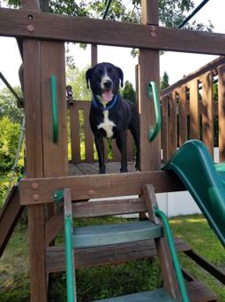 American Pit Bull Terrier