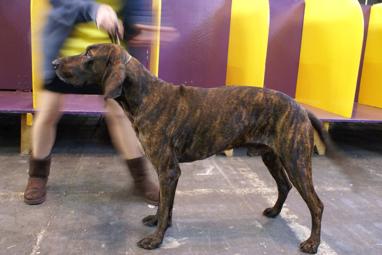 Plott Hound