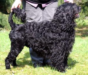 Portugiesischer Wasserhund