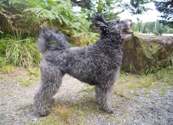 Pumi