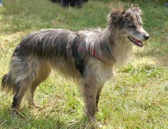 Pyreneese Herder