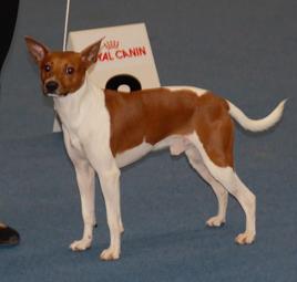 Rat Terrier