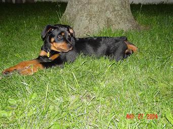 Rottweiler