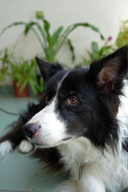 Ruige Collie