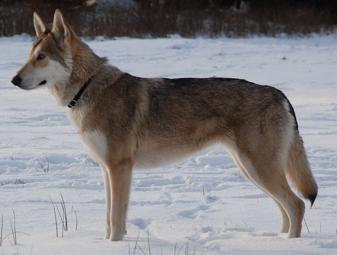 Saarloos Wolfdog